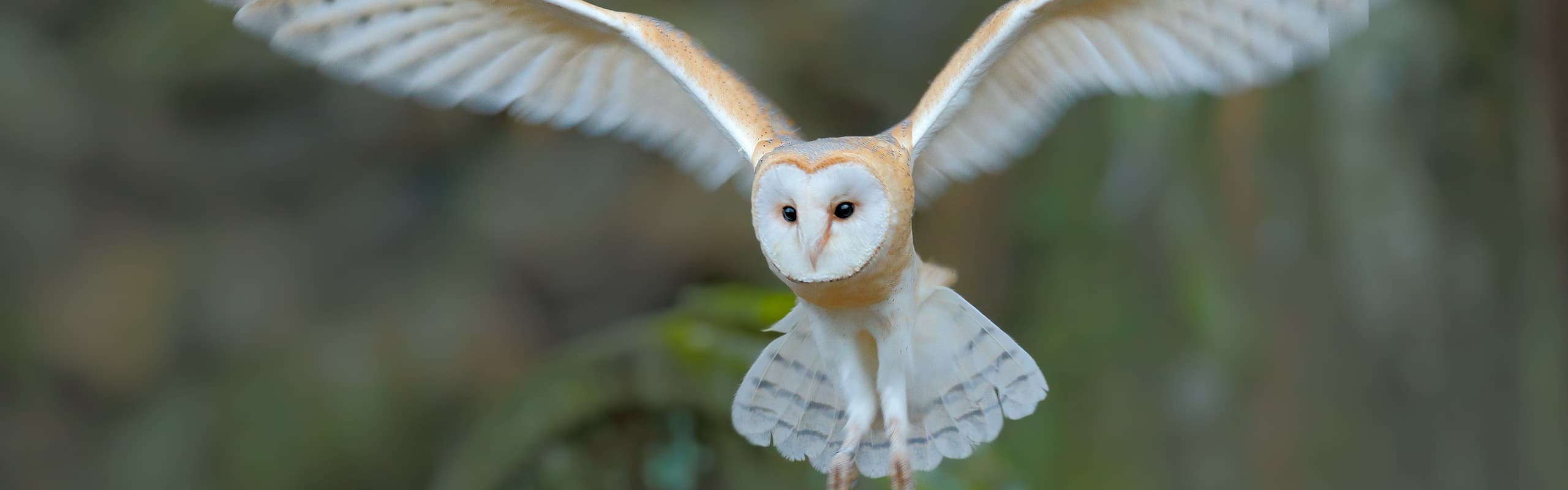 Barn owl survey
